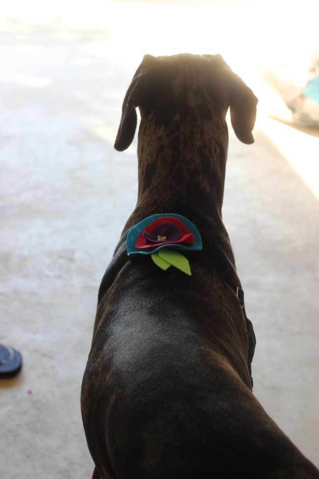 DIY dog Collar flower