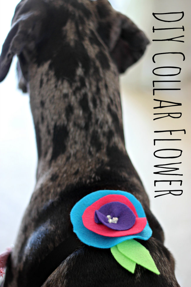 Purina Pro Plan, DIY Dog Collar Flower